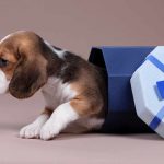 Five Unique Gift Ideas for Dog Lovers