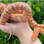 What pet snake has the shortest lifespan?