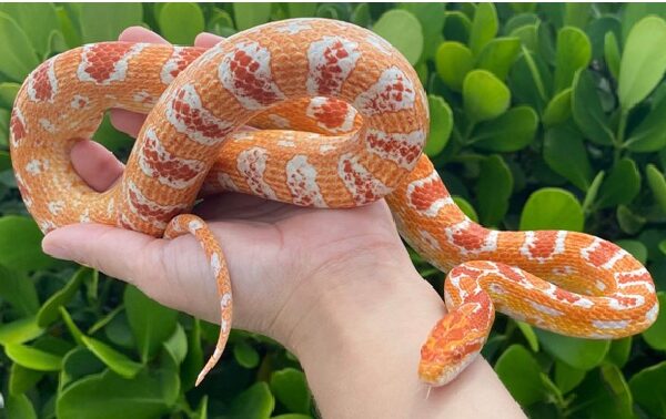 pet snake shortest lifespan